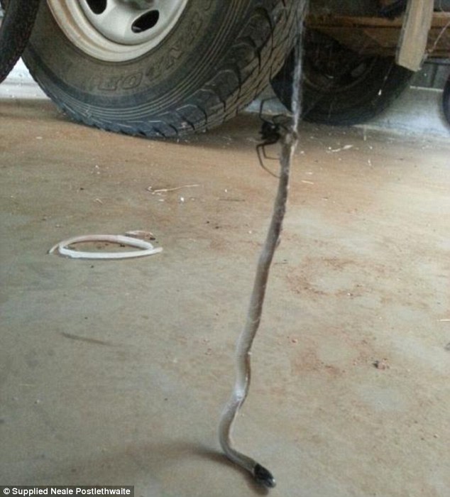 一位澳洲维多利亚的农夫在车子底下发现了一只巨大的红背蜘蛛用蜘蛛网黏住一只小东部拟眼镜蛇，力量之强竟然还让他完全悬空了。(最下方有影片！)