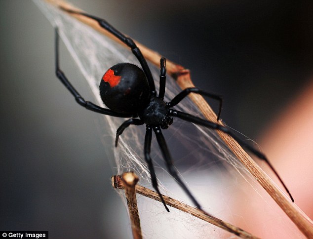 至于红背蜘蛛，在澳洲各地都能看到他们的踪迹，每年有超过250起咬伤的案例，受害者需要尽快施打抗毒药剂。而以下这只蛇，也应该是死于蜘蛛的毒液。