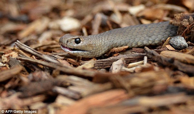 东部拟眼镜蛇是世界上毒性最强的蛇之一，光是咬一口的毒液，就可以杀死20个成人。在世界上最毒的蛇前25名之中，澳洲就是其中20种的栖息地。