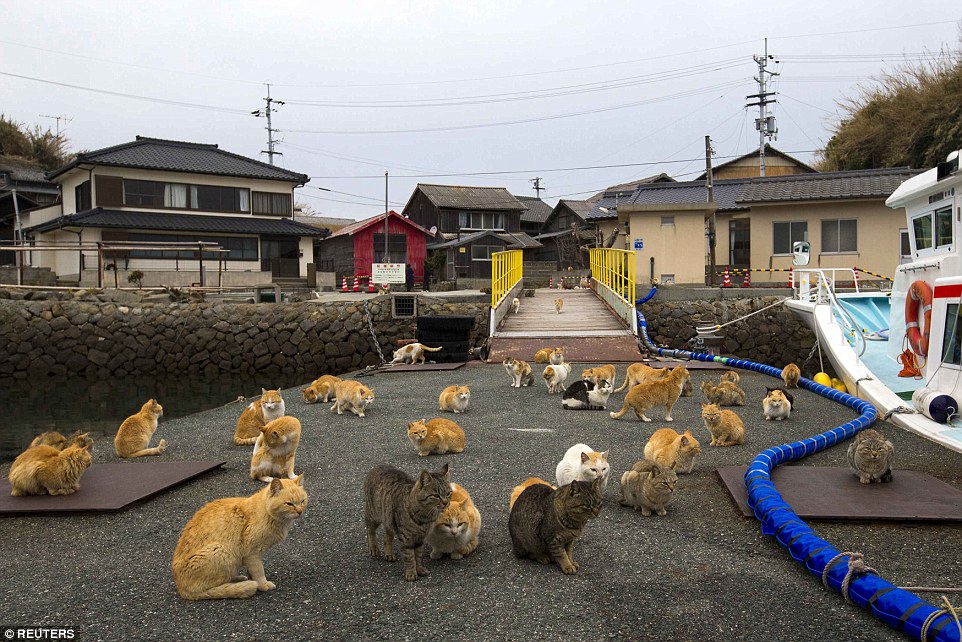 青島的貓也不會太挑，他們會吃遊客身上的飯糰、雜糧棒、或是土豆，而島上也沒有什麼天敵，所以他們堪稱可以稱霸全島。