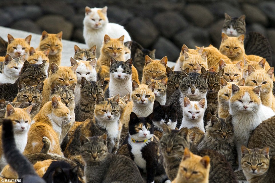 日本青島 (Aoshima)，在這個距離愛媛縣 (Ehime) 外海30分鐘船程的小島上，住著超過120隻的野貓，相較起當地的人口，貓跟人的比例可是6比1呀！還住在這裡的人，多半都是沒有到外頭都市打拚的老年人。