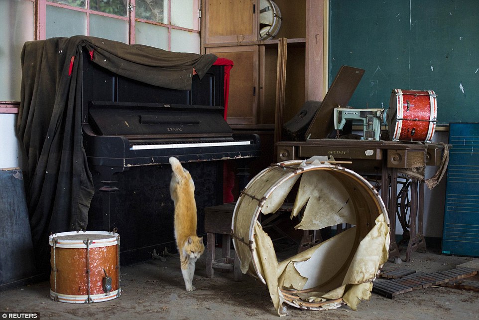 Creepy: A cat is photographed jumping off a piano in the music room of a derelict school on Aoshima Island