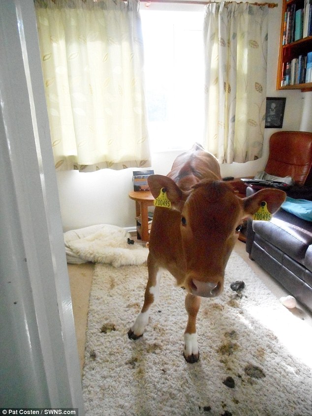 Unfortunately for Ms Costen, the cows left several reminders of their unexpected visit on her rug