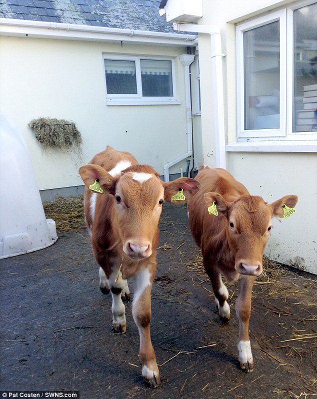 After a little encouragement, both calves were coaxed out of Ms Coston's house on Guernsey