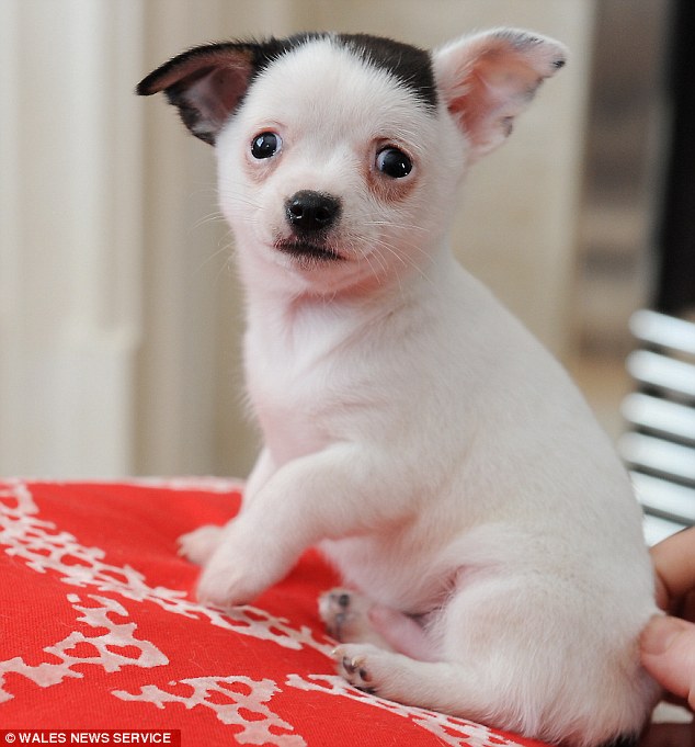 Meet Adolf, the poor Chihuahua puppy who is a canine dopelganger for the Nazi German dictator Adolf Hitler