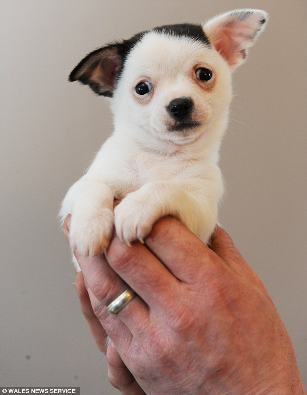 Claire Walsh from Gorseinon, Swansea, reckons Adolf is a beauty and is the cheekiest of the litter of Chihuahua puppies