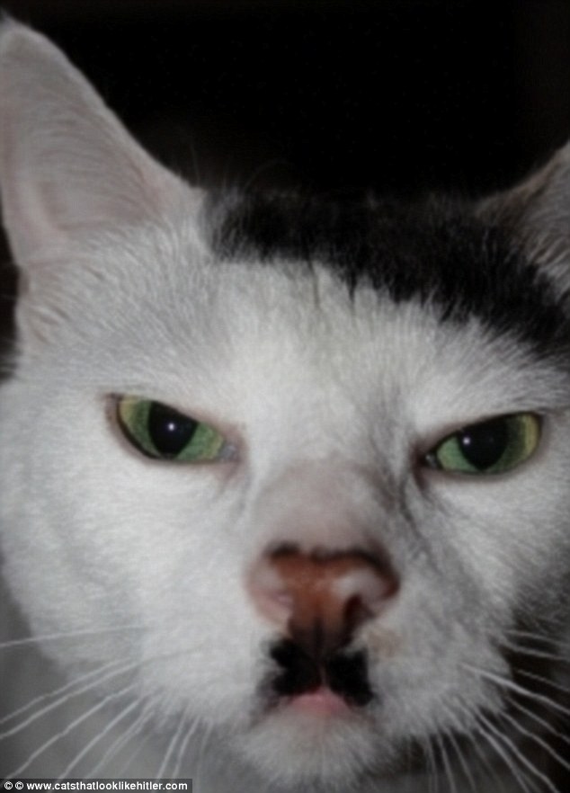 This angry-looking black and white cat, which have similar markings to Hitler's side parting and moustache, is one of many that have appeared on catsthatlooklikehitler.com