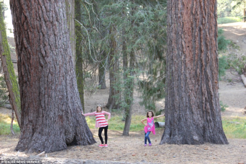 The girls were given the geography trip of a lifetime, pictured with giant trees in Yosemite national Park in the USA