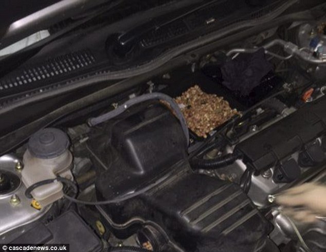 Mr Evans spent an hour sucking the nuts out of the air filter with a vacuum cleaner and collected enough to fill half of a carrier bag. He said he only made the discovery after diagnostic tests failed to find the problem