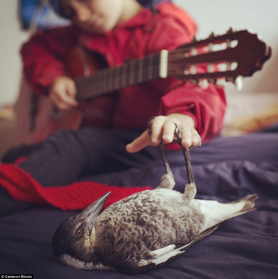 Penguin the magpie makes himself comfortable as Noah plays some tunes on his guitar
