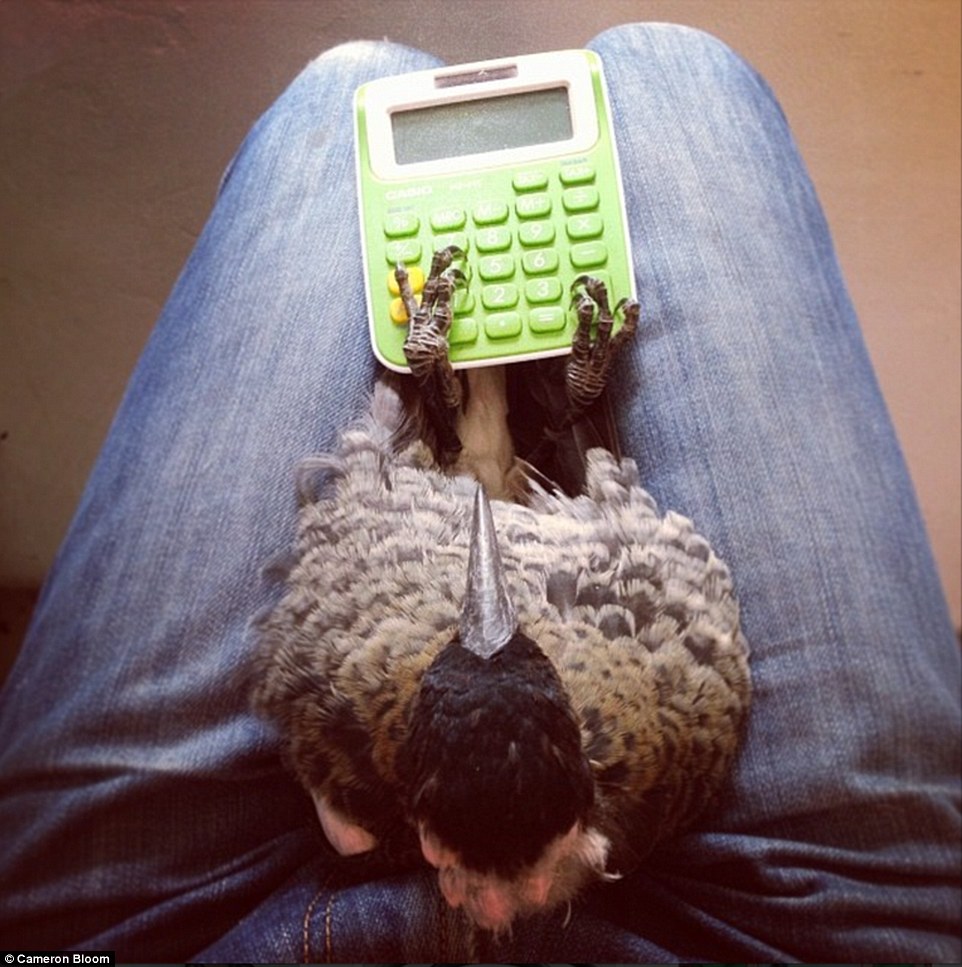 Maths doesn't appear to be Penguin's forte as she tries to work out how to use a calculator