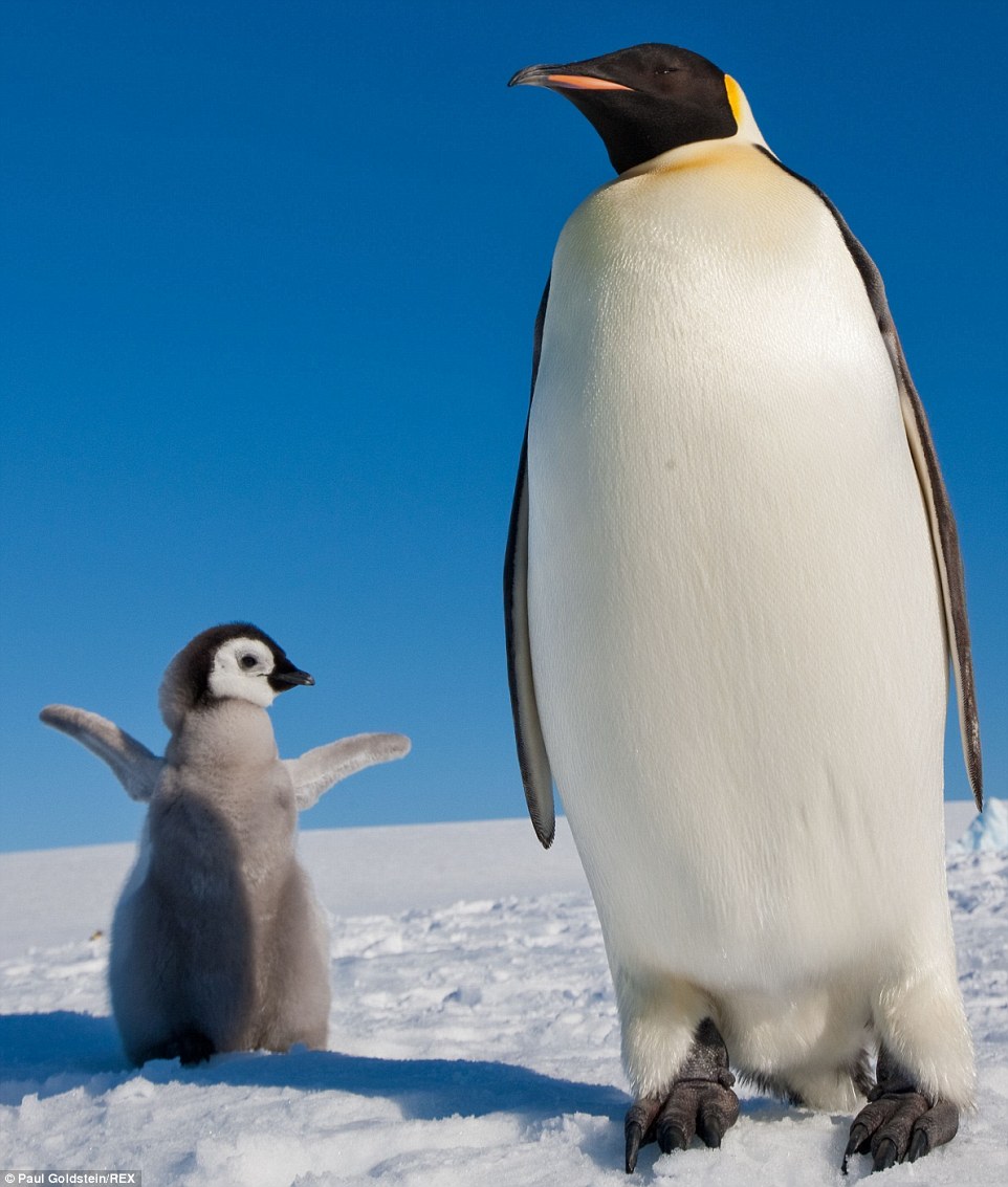This little penguin, pictured above, flaps his arms wide to get his mother's attention