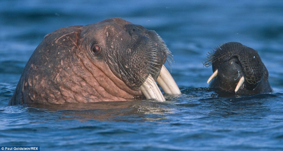 A walrus mother and calf enjoying the sunshine in Spitsbergen, Norway