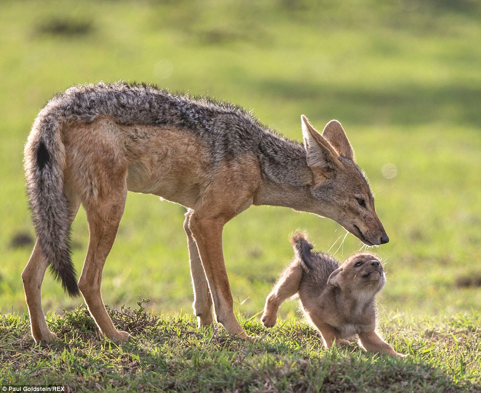  A black backed jackal pups plays with his mother, above, pictured in Masai Mara, Kenya