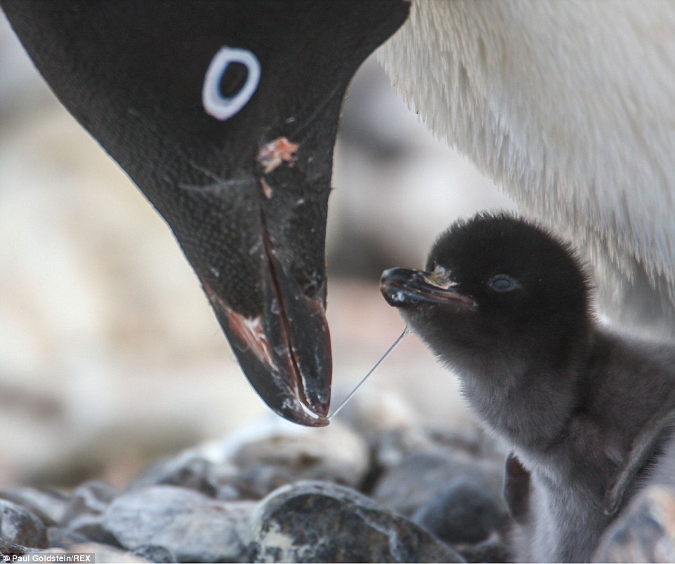 An Adelie penguin with a 10 minute old chick, Paulet Island, Antarctica, Eastern Peninsular