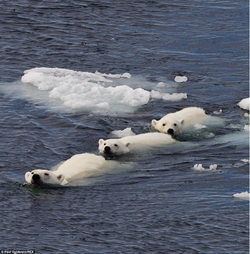 A polar bear mum leads her cubs through the icy sea in Spitsbergen, Norway
