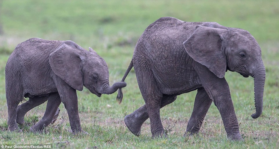 A calf holds on to its mother's tail as the elephants take a stroll around Masai Mara in Kenya