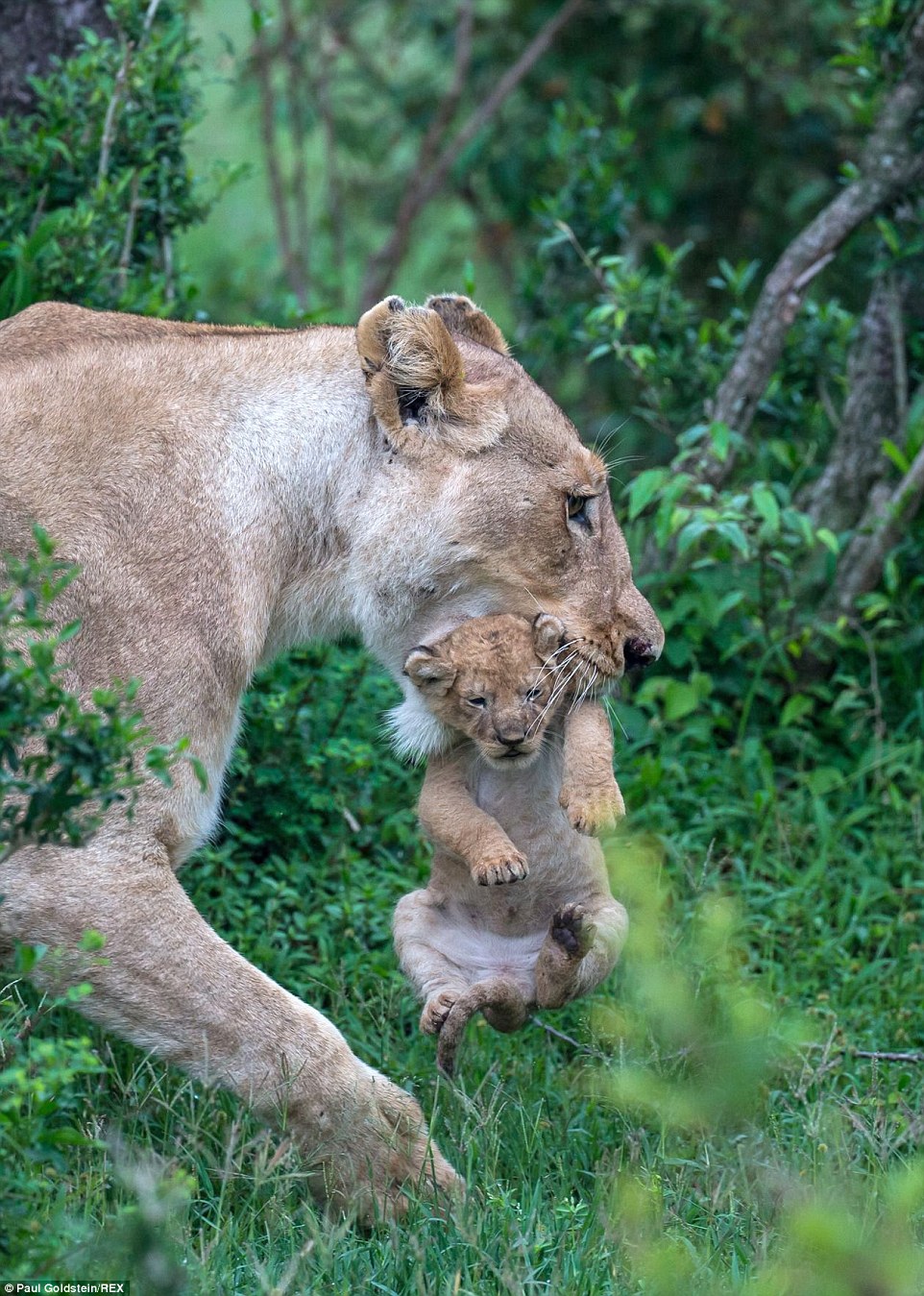 A lioness carries her five-week-old cub gently in her jaws, in Masai Mara, Kenya