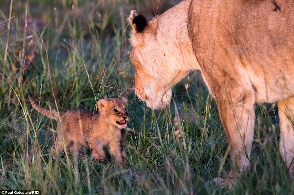 A five-week old lion cub play fights with its mother in Masai Mara, Kenya