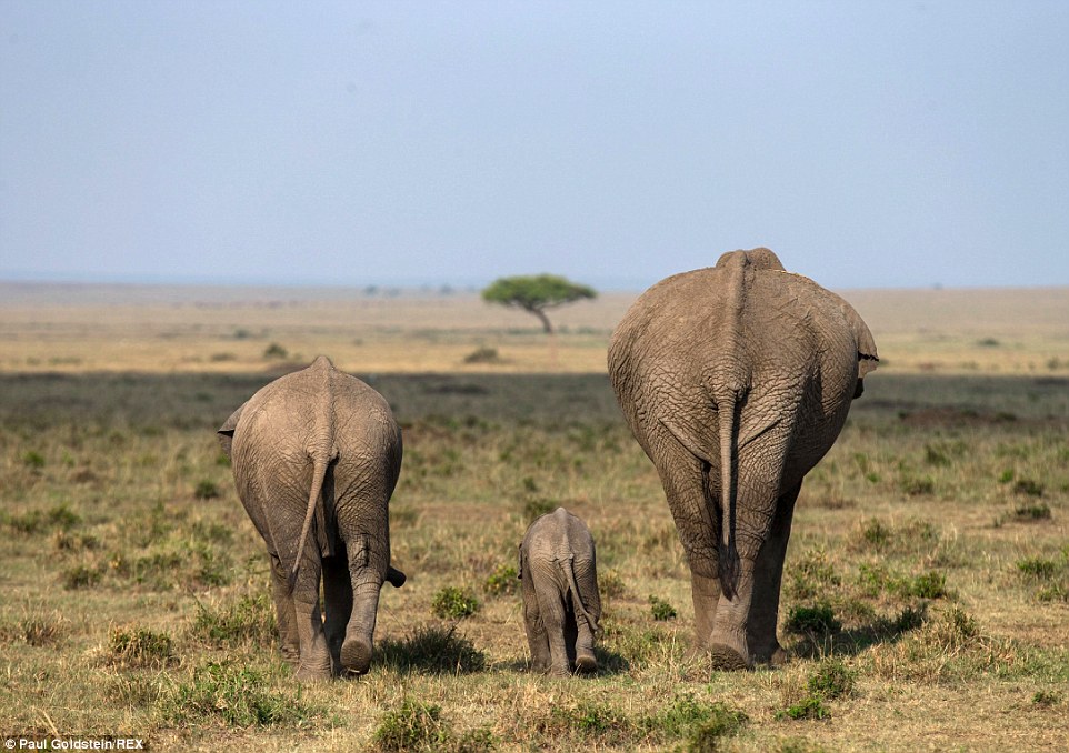 Three elephants, including a mother, her baby and young elephant in Masai Mara, Kenya