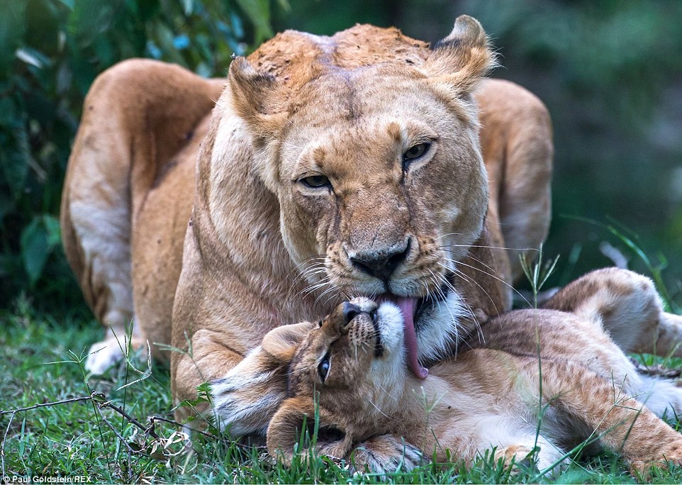 A cub enjoys himself as his lion mother licks him clean in Kenya