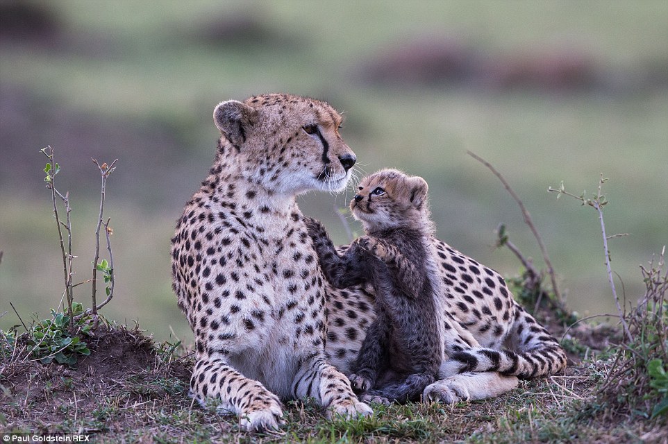 A Cheetah cub tried to get its mother's attention, pictured in Masai Mara, Kenya