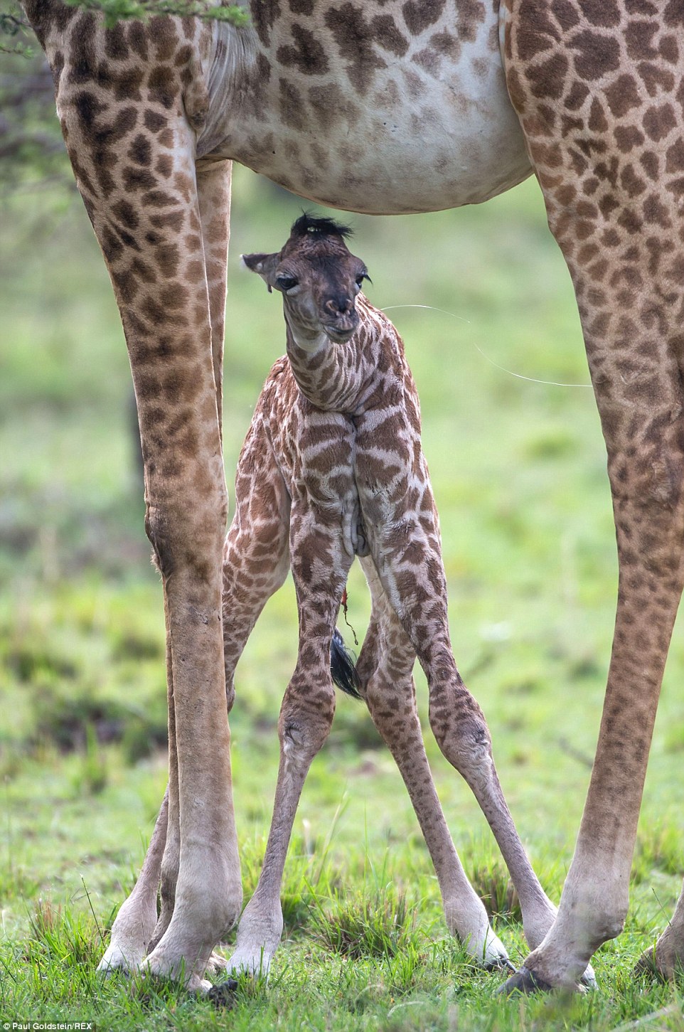 Mr Goldstein's photo captures a newborn giraffe taking its first steps 15 minutes after it was born