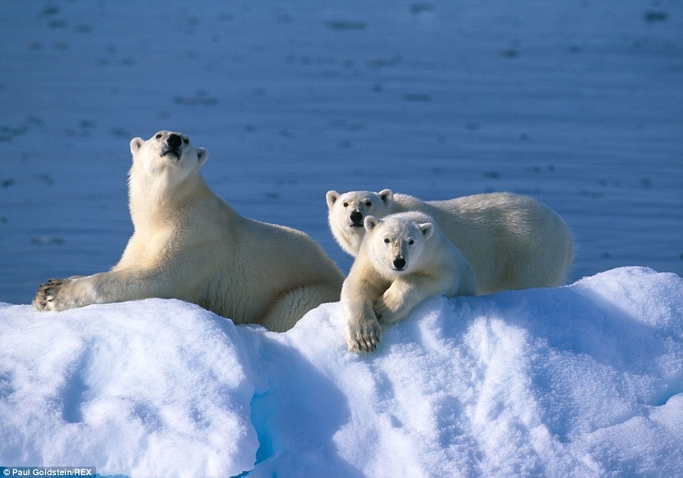 A Polar bear and her cubs, above, sunabathe on an iceberg in Spitsbergen, Norway