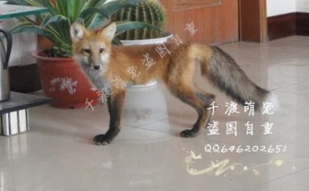Postage and packaging: It is unclear exactly how a person is expected to receive their fox in the post