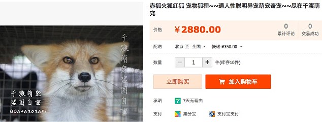 Trade: Animals can be bought on Taabao, like this fox - which costs £313