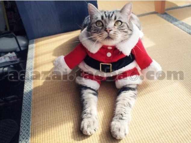 Unamused: One purchaser complained their cat refused to wear the Father Christmas costume