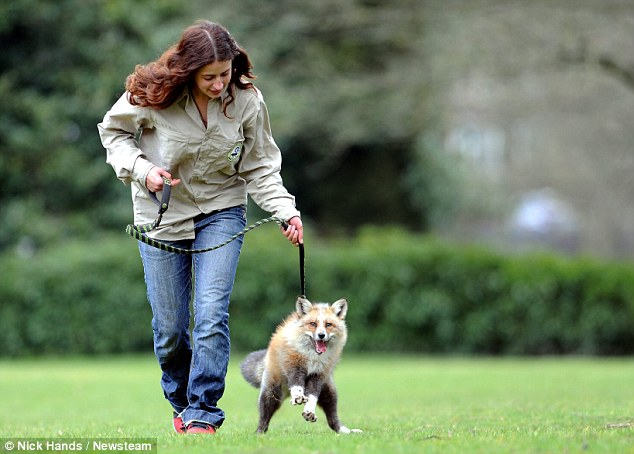 Playful: The fox, pictured in the park with Ms D'Sylva, cannot be let off the lead because he is deaf