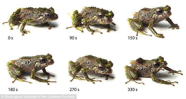 據推測，青蛙長角以及變色，都是為了要讓他在青苔棲息地中更隱匿，不過這個質地真正的效果，還需要經過證實。在經過之後的研究發現，這變形蛙變換外型只需要3分多鐘的時間。