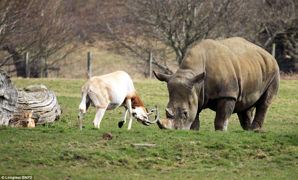 Coming together: The calf, who lives at Longleat Safari Park in Wiltshire, was brought back to life by mouth-to-mouth resuscitation after birth