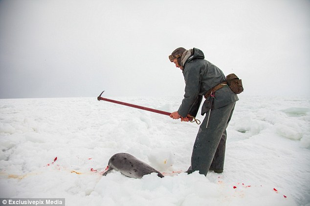 Blow: Despite hunters claiming it is a humane killing method, animal rights activists claim many seals are skinned while alive and responsive to pain