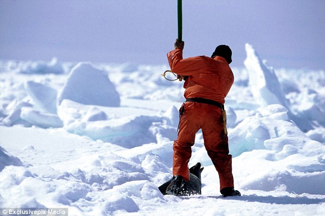 A seal hunter gets ready to kill a harp seal with a blow to the head with the 'hammer' end of a hakapik