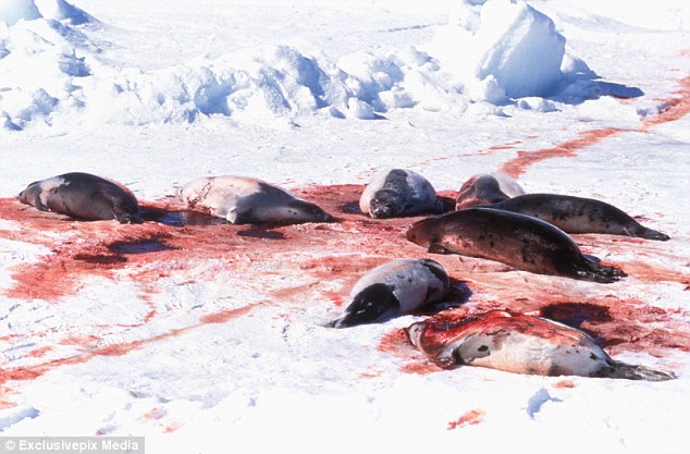 Killing: The annual quota of seals has gone up since the Nougties, despite the actual number of seals killed going down in the wake of several countries  banning import of products from commercial seal hunting
