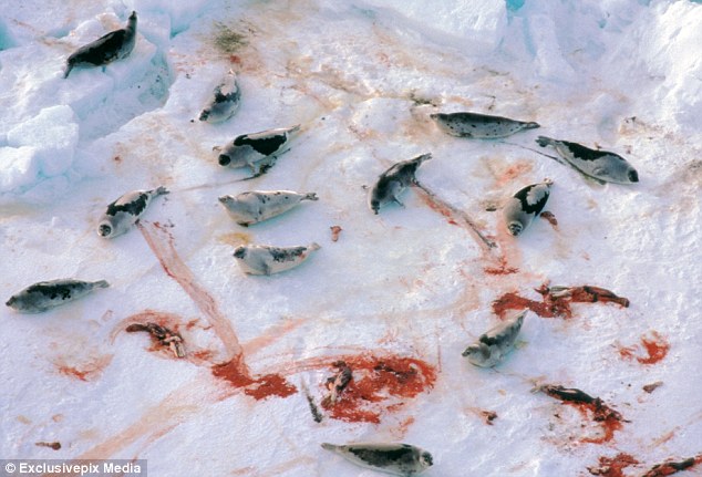Heartbreaking: A number of harp seals lay on the ice next to the skinned carcasses of other animals surrounded by pools of blood in the wake of a day during the annual Canadian seal hunt