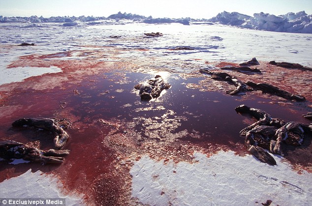 Red seas: Pelts from harp seals lie in pools of blood after a long day of seal hunting in Canada 