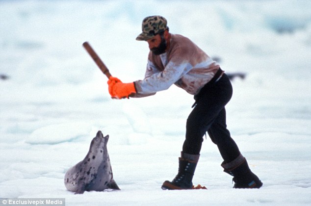'Humane': A majority of seals are killed with clubs or a ‘hakapik’ to the head in order to avoid damaging the pelt