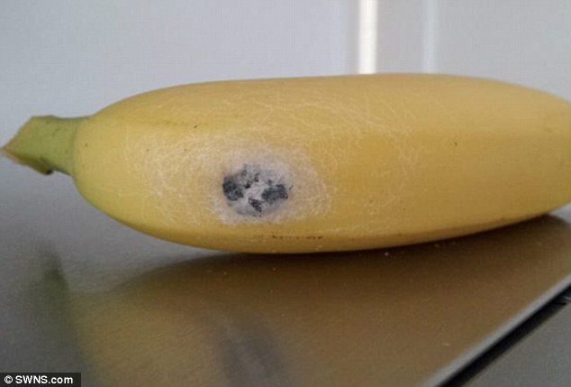 Cocoon: The Tesco bananas were infested with dozens of deadly Brazilian spiders hatching from eggs