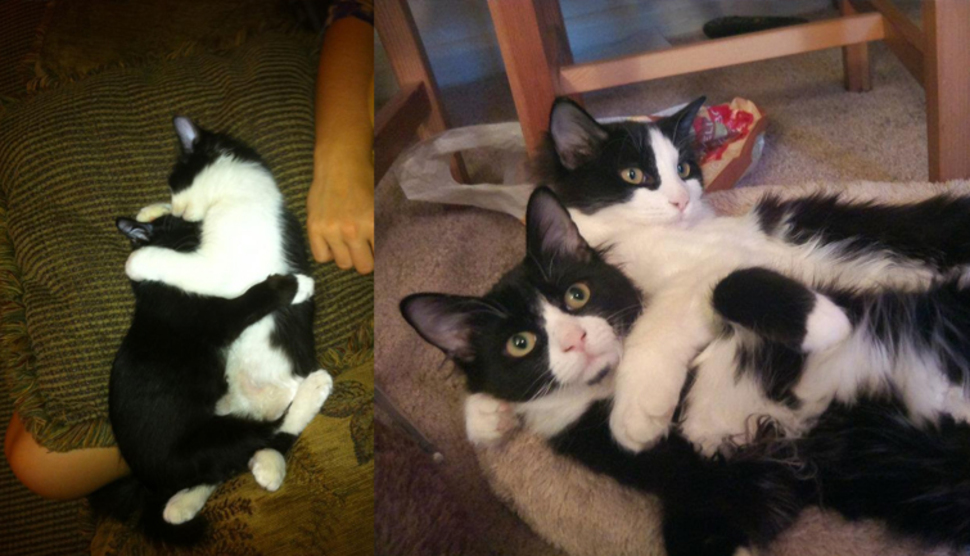 1年後仍然一直抱在一起的貓兄弟！