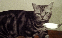 cat animated GIF 