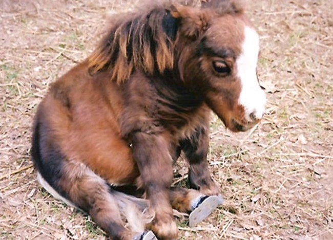 Thumbelina was born on May 1, 2001, to two miniature horse parents.
