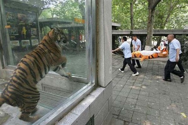 老虎看著玻璃外送醫急救的夥伴...