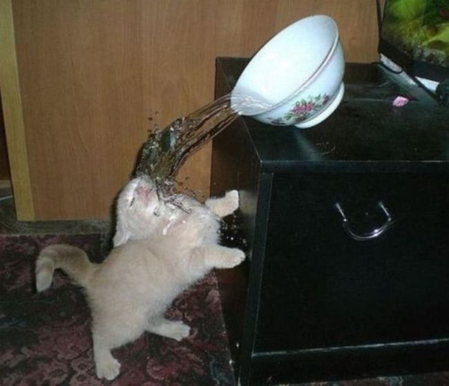 但我可以很肯定，这只猫之后都会很怕水...