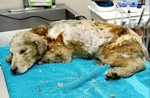 Upon arrival at the <a href="http://redlakerosie.blogspot.com/" target="_blank">rescue center</a>, the pup's fur was carefully shaved to find out what horror lay beneath.