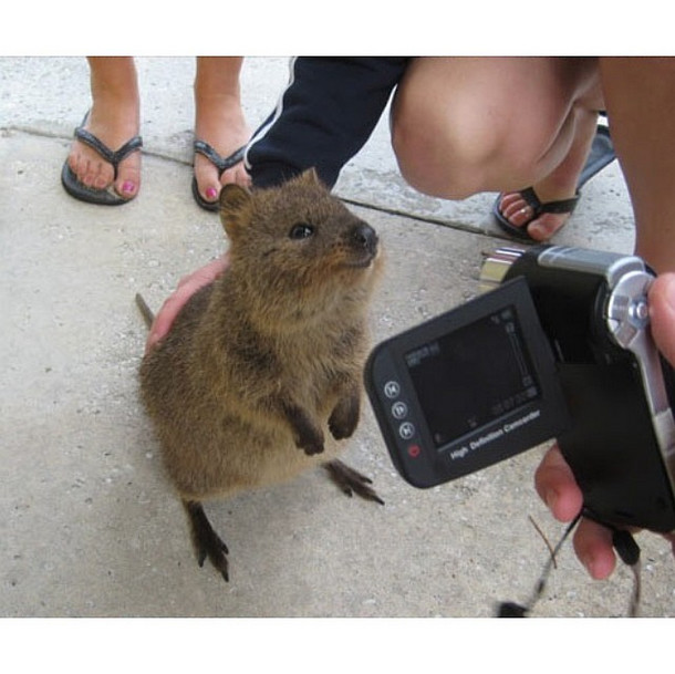大家好，我是人见人爱、来自澳洲的短尾小袋鼠