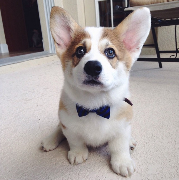 You're all ears and bow tie!