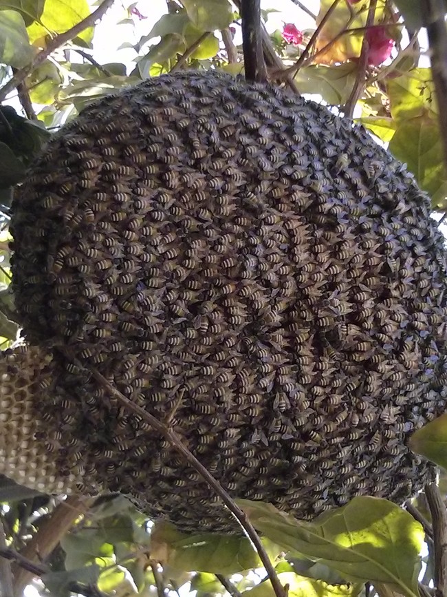 A GIANT BEE SWARM!